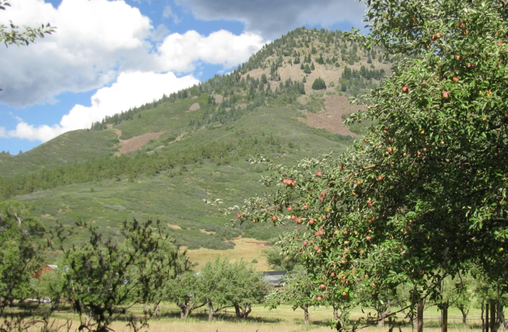 Ocamora